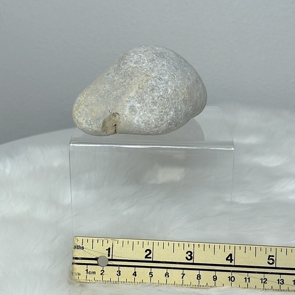 Oregon Fossilized Sea Shells & Coral Fossils | Natural Rock • Educational Lot - Picture 7 of 17